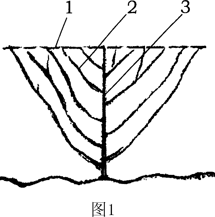 Pruning method for tape planted I, latifolia garden