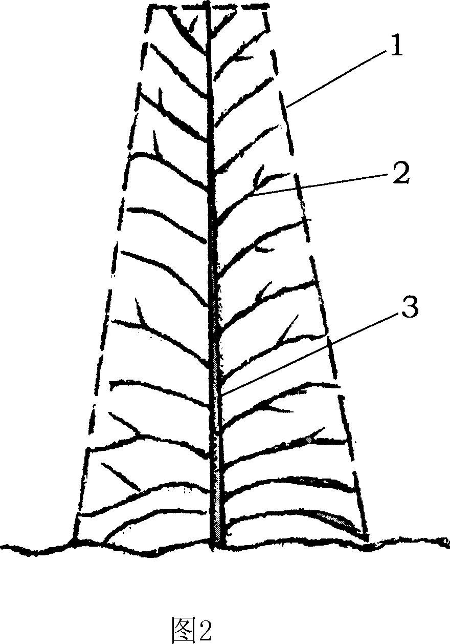 Pruning method for tape planted I, latifolia garden