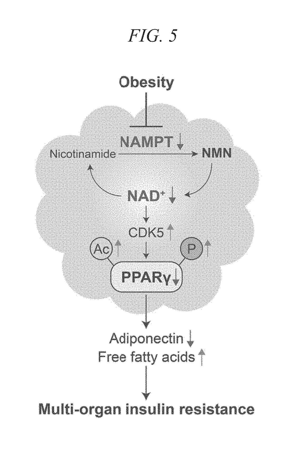 Adiponectin secretion enhancer