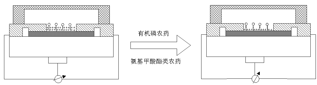 Silicon nano-wire biological sensor for detecting pesticide residues