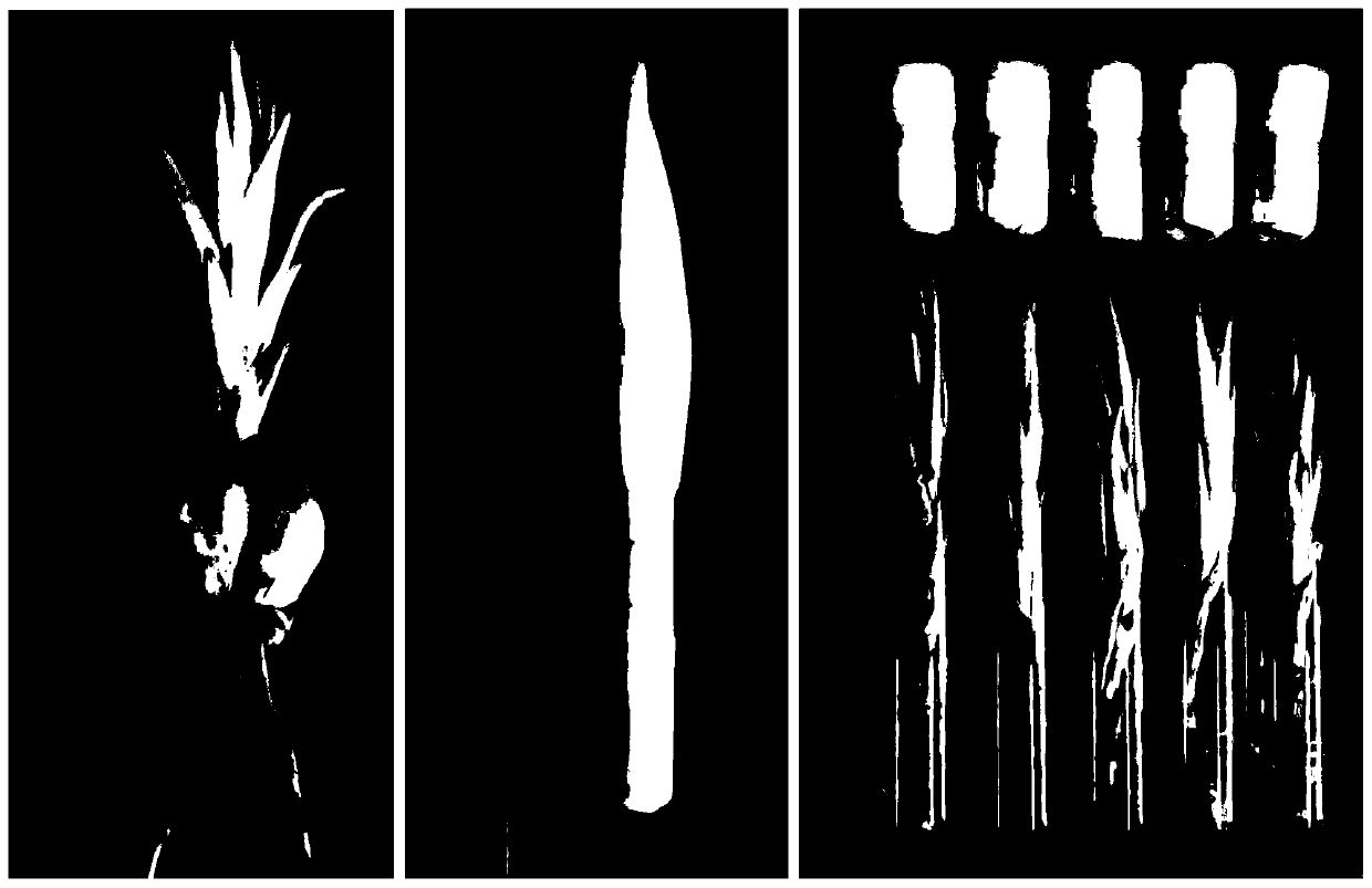 Fast and efficient propagation method for forming bulbils through in-vitro induction of stem segments of lilium lancifolium