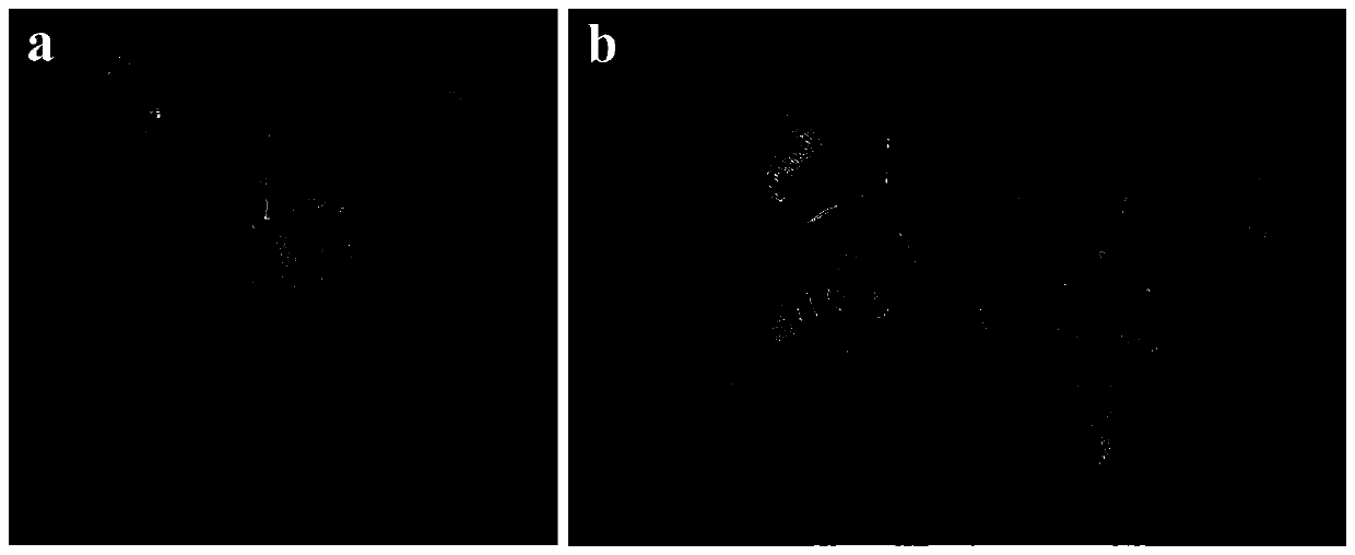 Fast and efficient propagation method for forming bulbils through in-vitro induction of stem segments of lilium lancifolium