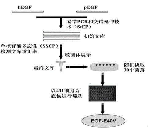 Mutant human epidermal growth factor gene, protein, preparation methods for mutant human epidermal growth factor gene and protein, and application of mutant human epidermal growth factor gene and protein