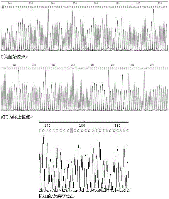 Mutant human epidermal growth factor gene, protein, preparation methods for mutant human epidermal growth factor gene and protein, and application of mutant human epidermal growth factor gene and protein