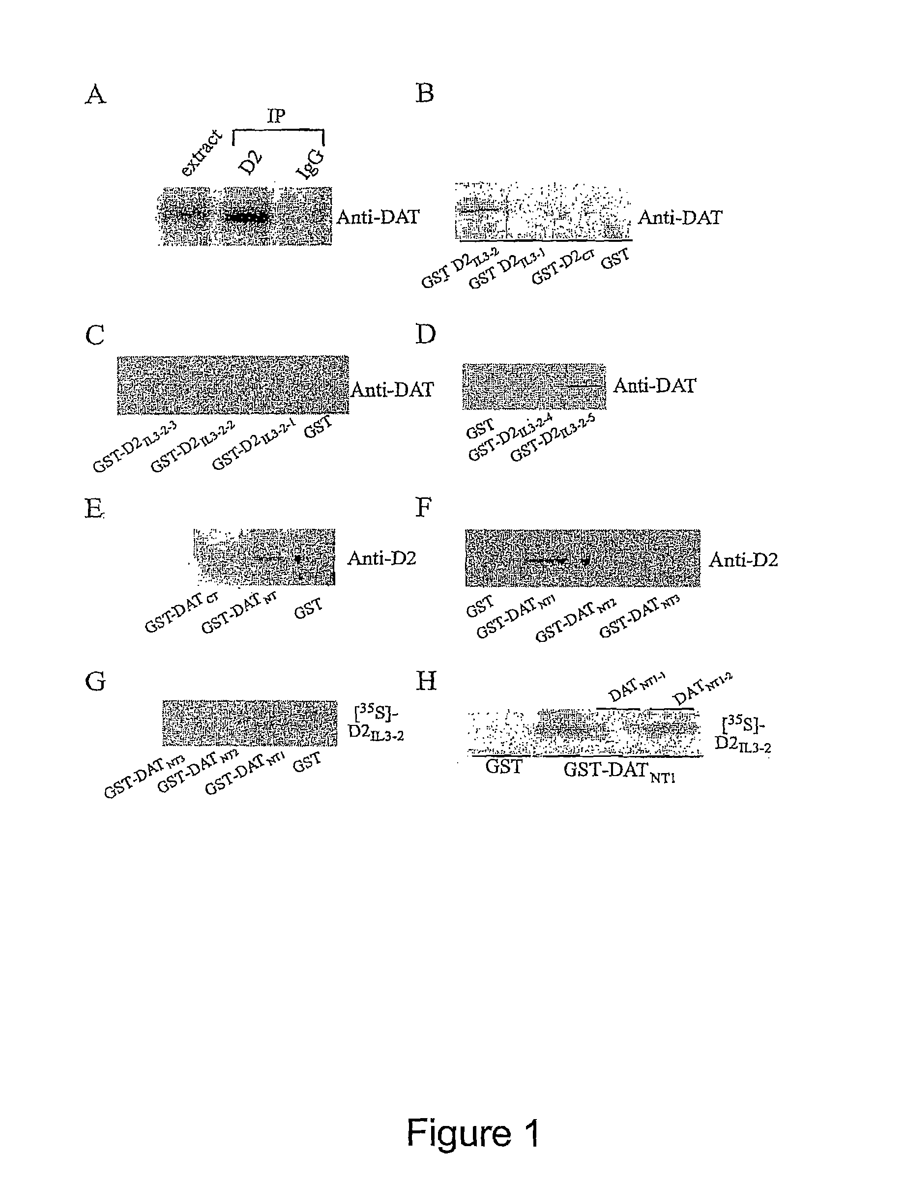 Compositions and methods for modulating dopamine neurotransmission