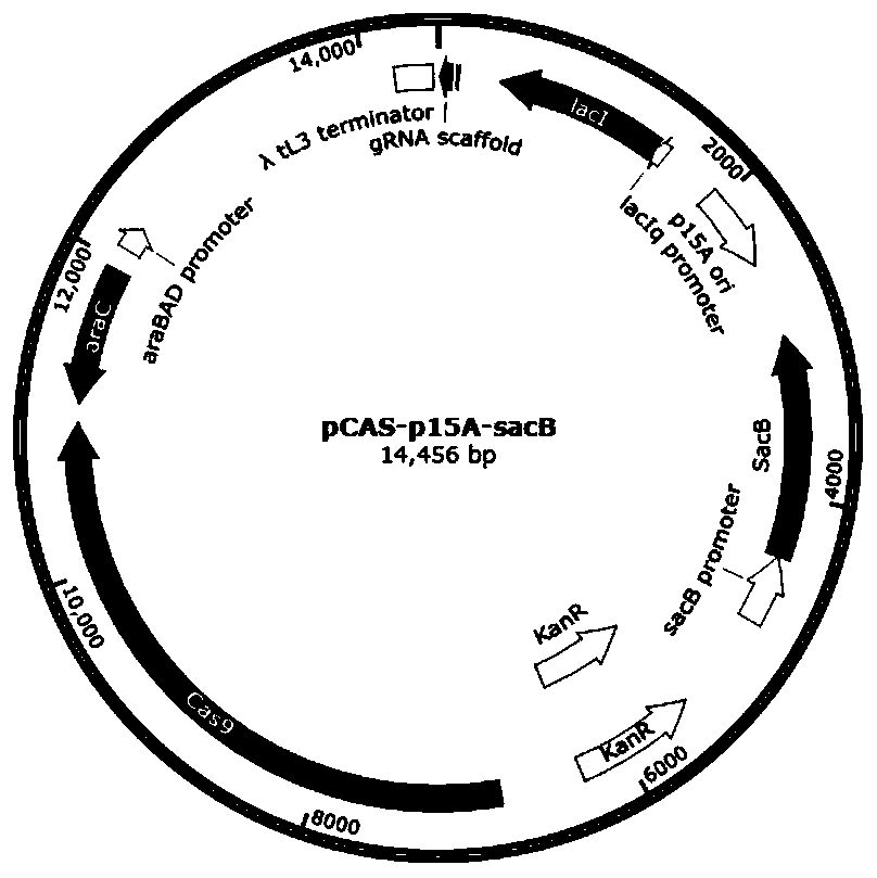 CRISPR-Cas9 dual vector system suitable for genetic modification of serratia