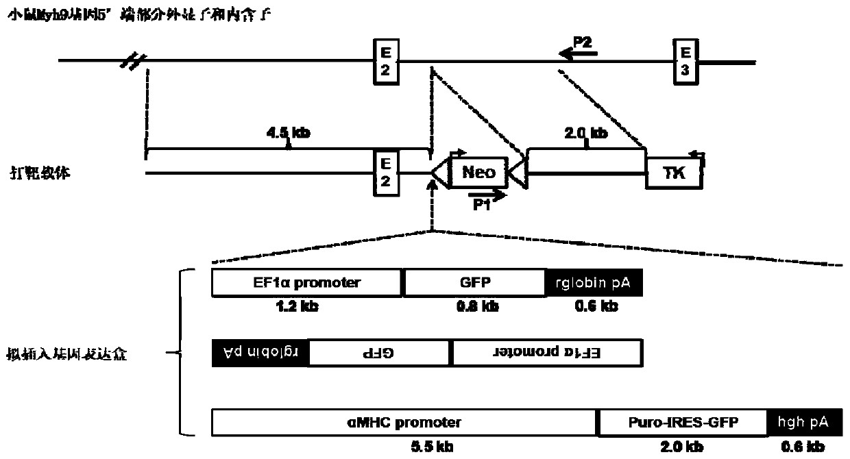 Method and application of targeted targeting vector and targeted integration of exogenous gene into MYH9 Intron2 site for constructing mouse embryonic stem cell line