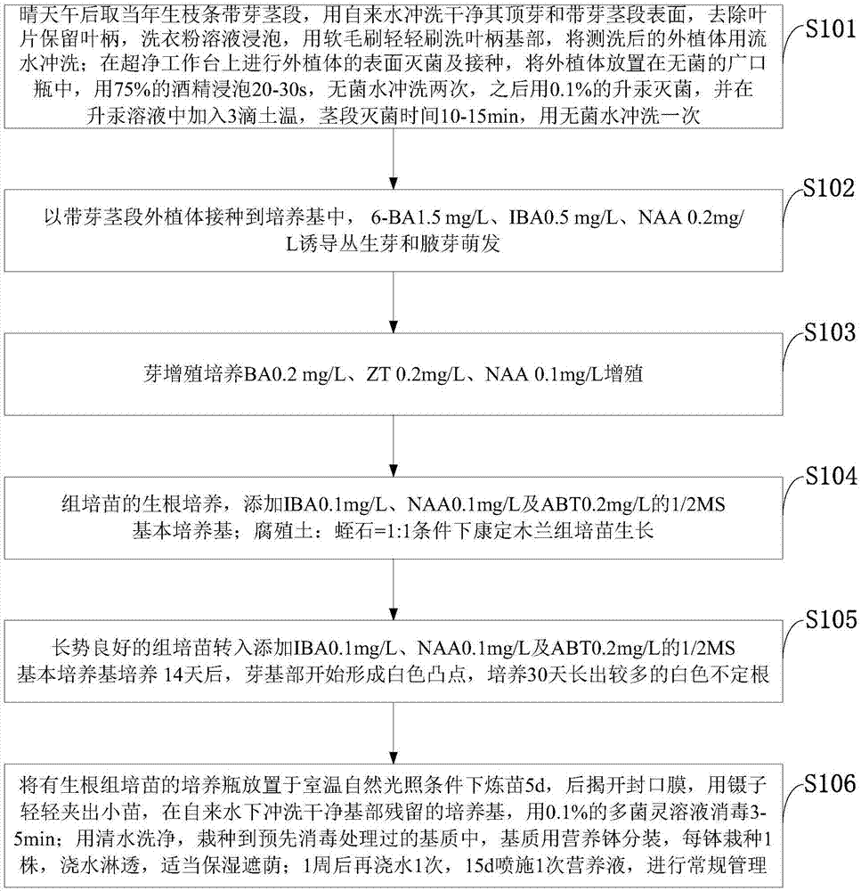 Kangting lily magnolia seed tissue culture rapid propagation method