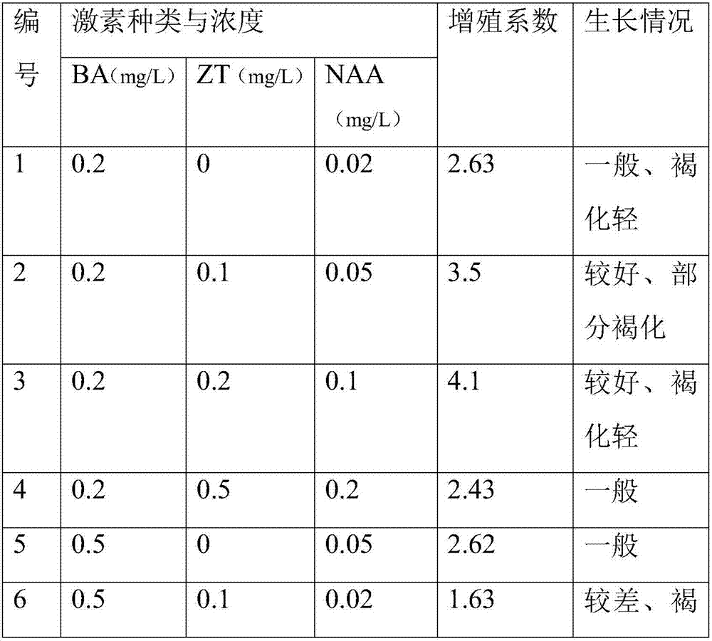 Kangting lily magnolia seed tissue culture rapid propagation method