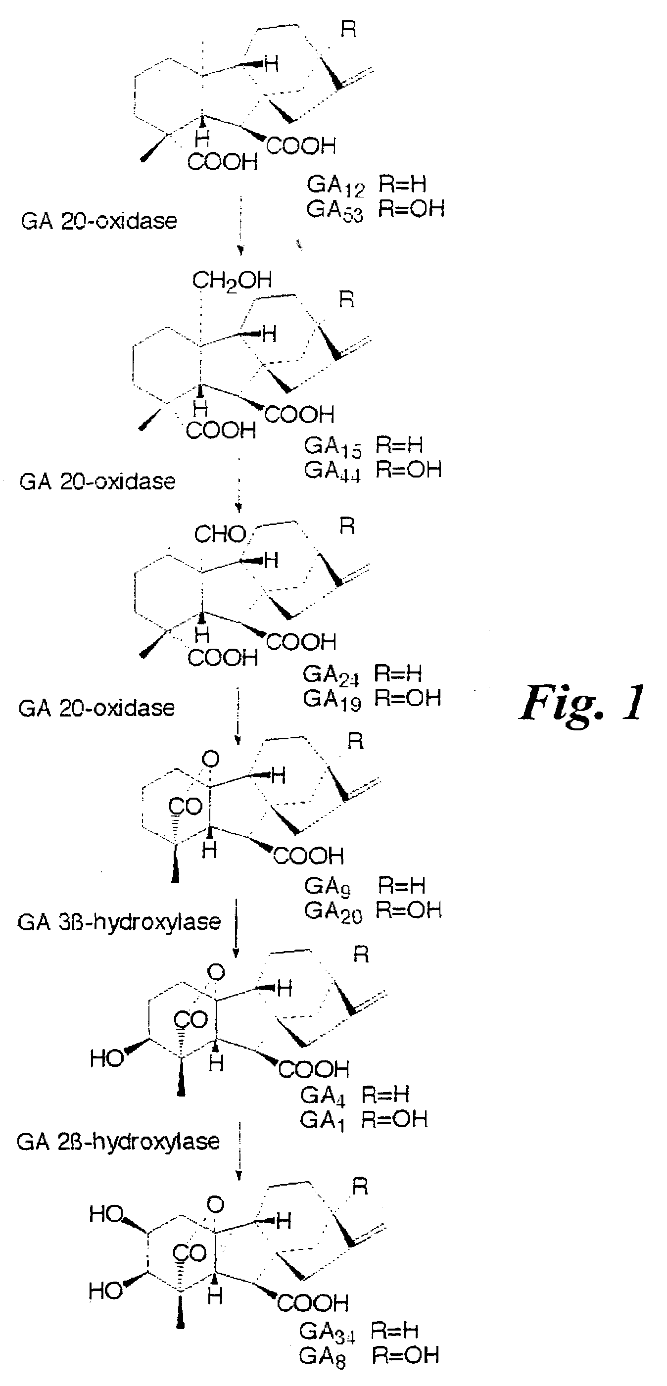 Transgenic trees exhibiting increased growth, biomass production and xylem fibre length, and methods for their production