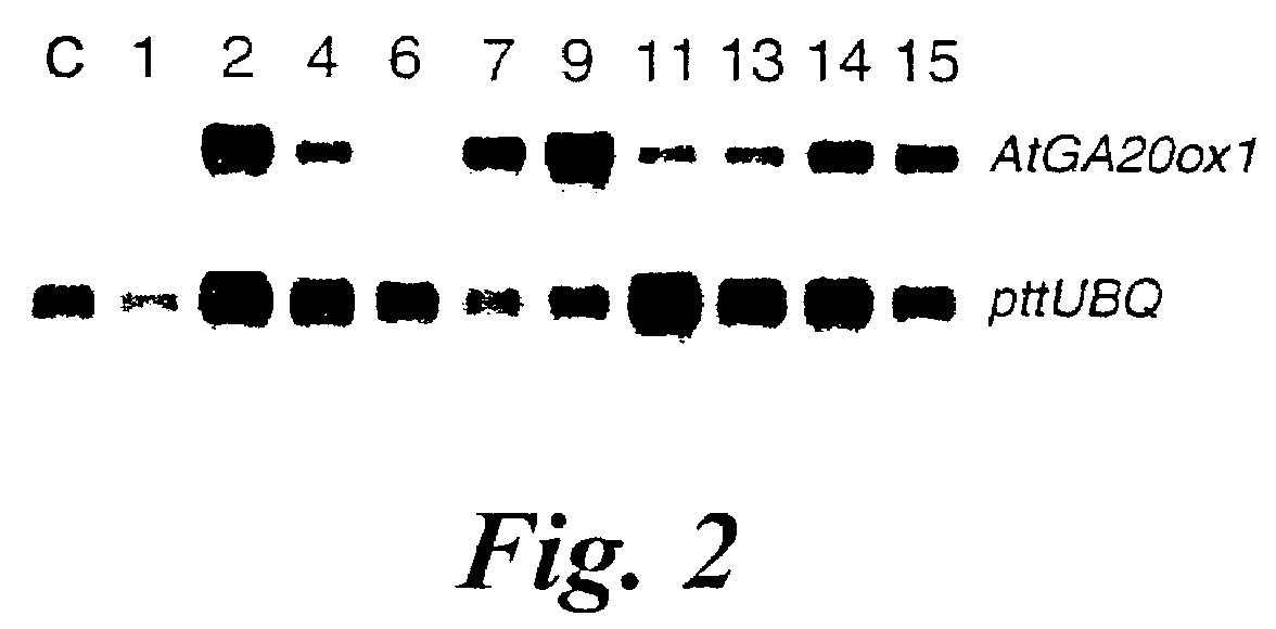 Transgenic trees exhibiting increased growth, biomass production and xylem fibre length, and methods for their production