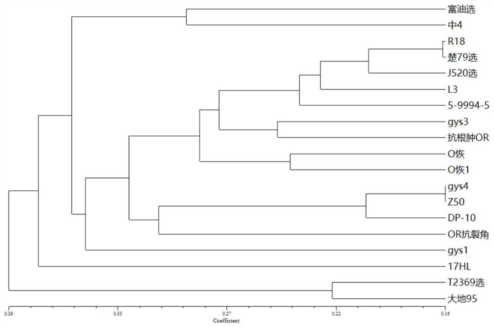 Combination and application of mnp marker primers for the identification of rapeseed varieties and their substantive derivatives