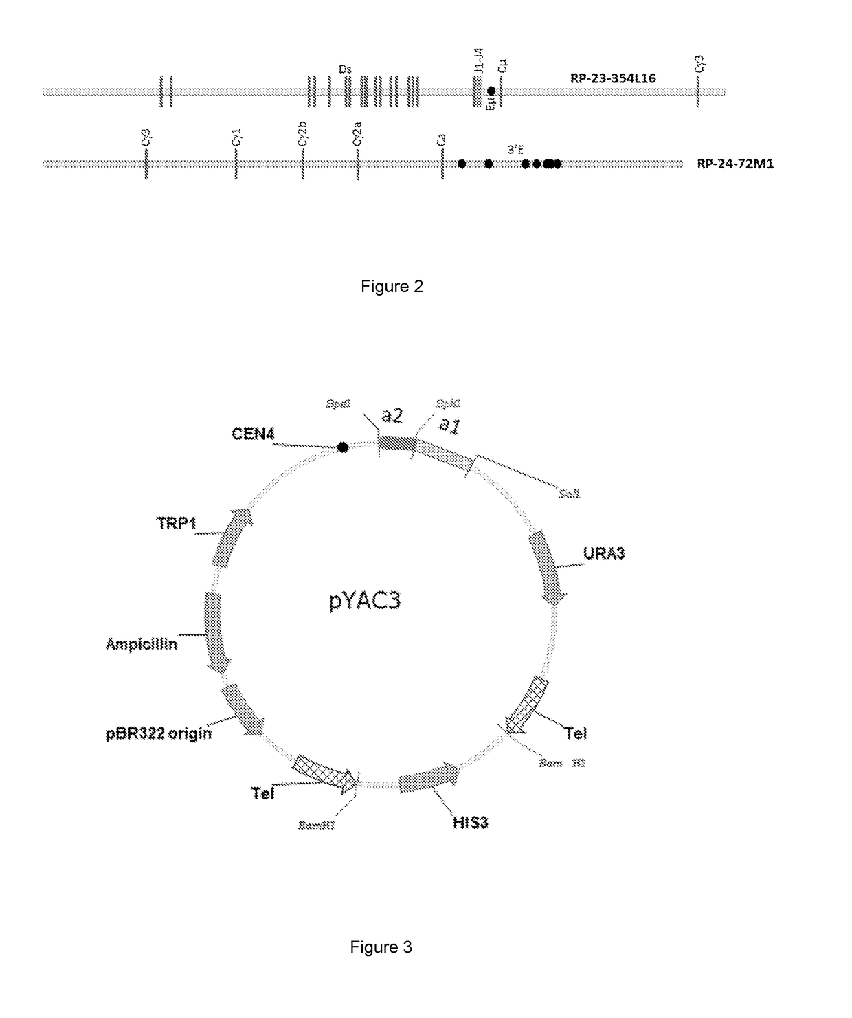 Transgenic mice