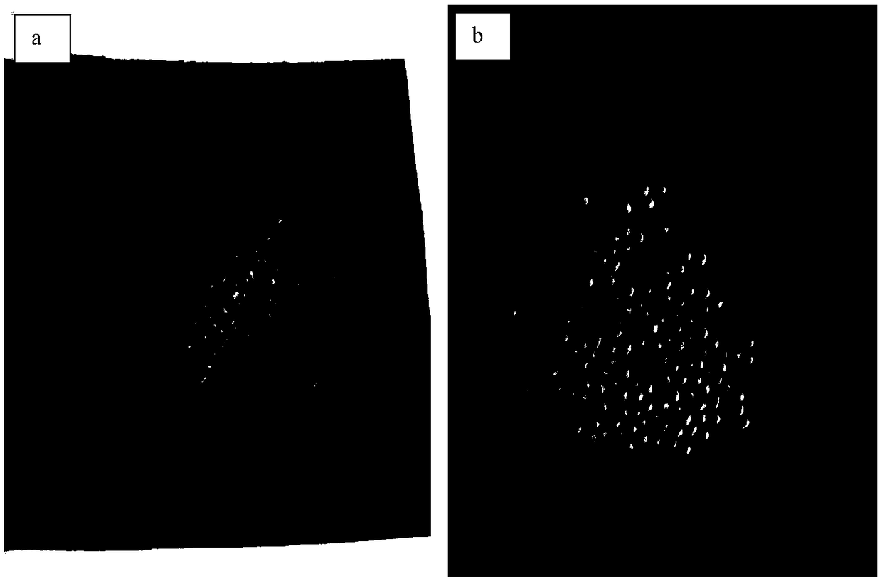 Method for increasing germination rate of Vitex negundo seeds