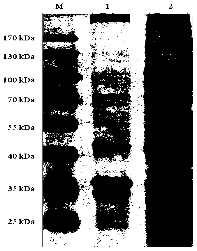 Subunit vaccine for bovine fusobacterium necrophorum and preparation method of subunit vaccine