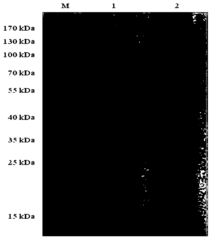 Subunit vaccine for bovine fusobacterium necrophorum and preparation method of subunit vaccine