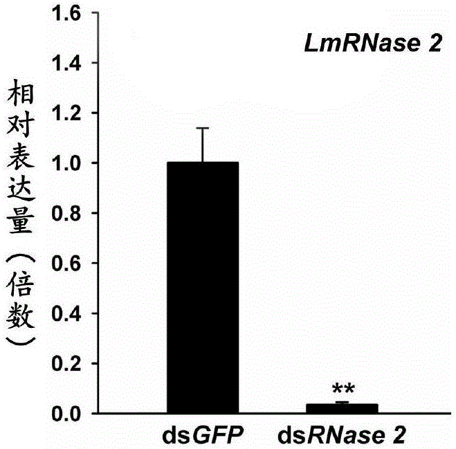 Application of migratory locust intestinal tract RNase gene 2 to pest prevention and control