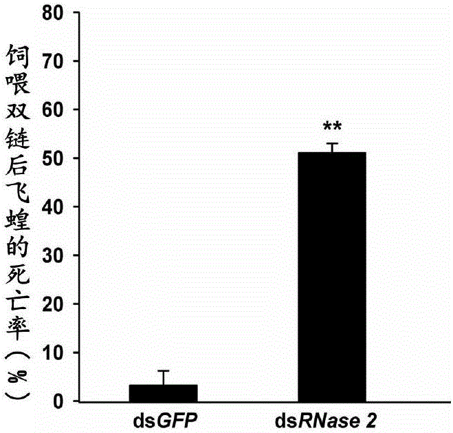 Application of migratory locust intestinal tract RNase gene 2 to pest prevention and control