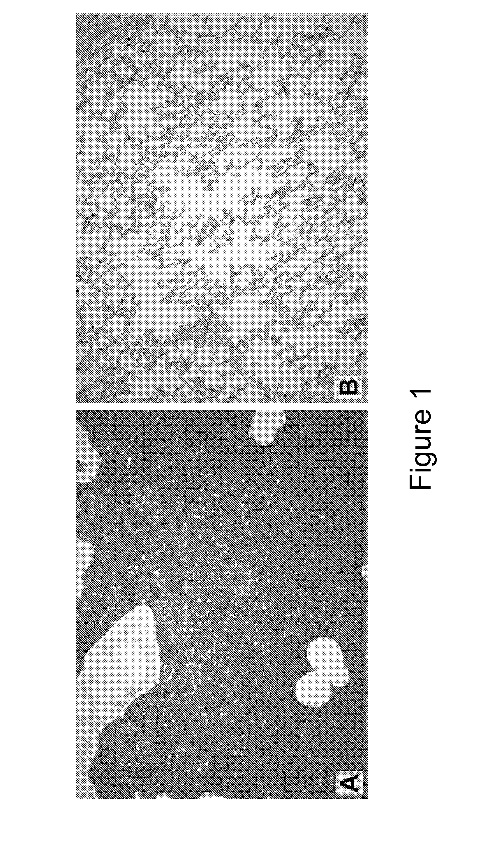 Method of reducing antigenic drift or reassortment of viruses in a host animal using alpha interferon