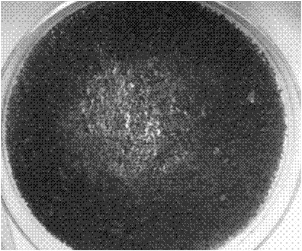 Salicylic acid functionalized boron chelating adsorbent preparation method, product prepared therethrough, and application of product