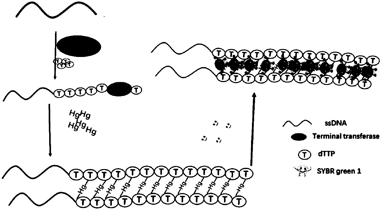 Method for determining activity of terminal deoxynucleotidyl transferase and application of method