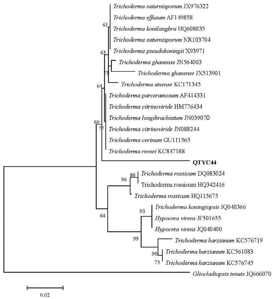 Cellulose degradation fungus in intestinal tract of dragonfly larva and application thereof