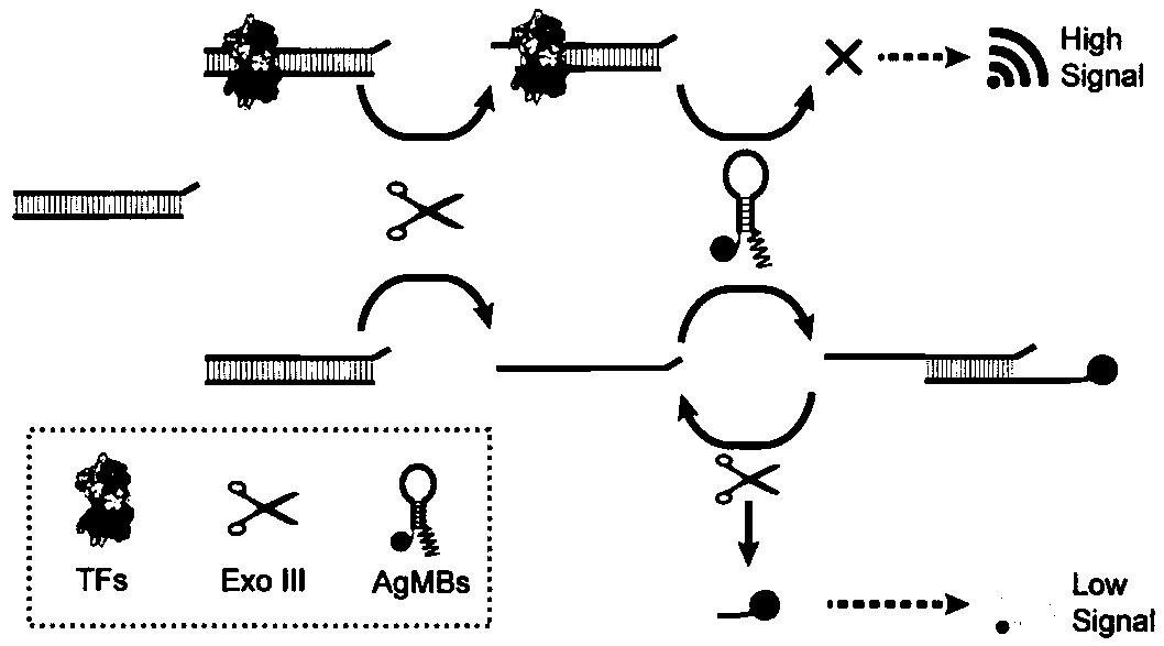 A Transcription Factor Detection Method Based on DNA-Silver Nanocluster Molecular Beacons and Exonuclease III Cyclic Signal Amplification