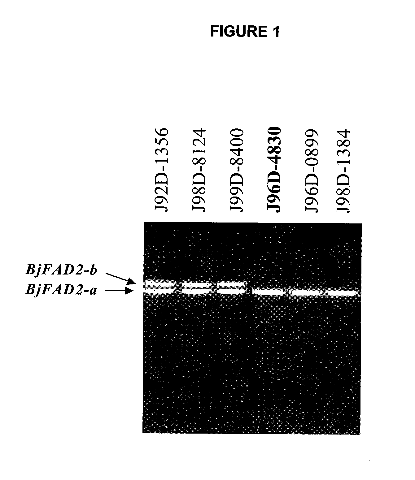 Brassica Juncea Lines With High Oleic Acid Profile In Seed Oil