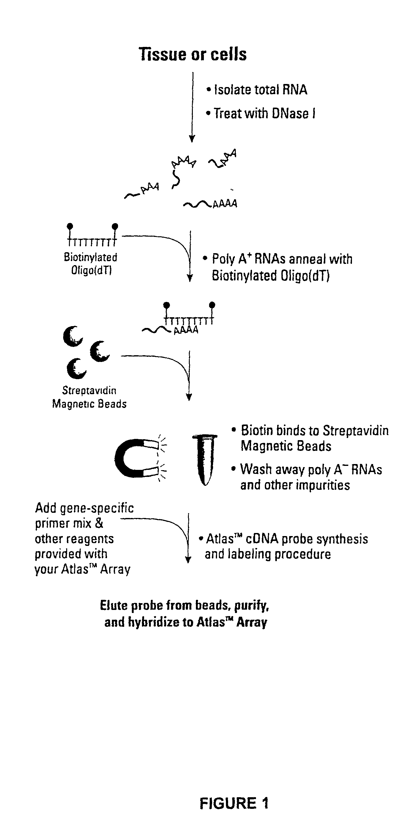 Methods and compositions for use in synthesizing nucleic acids