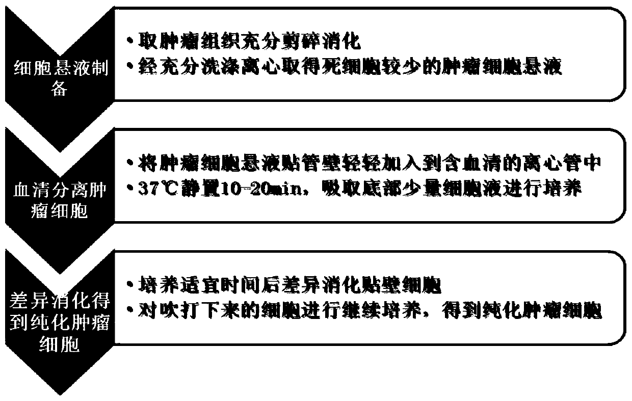 Rapid purification method of high-purity primary tumor cells