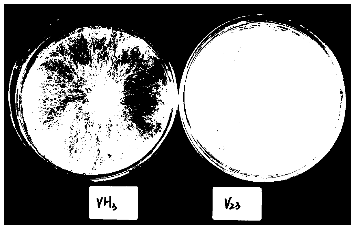 Method capable of rapidly evaluating extent of low temperature injury of straw mushroom