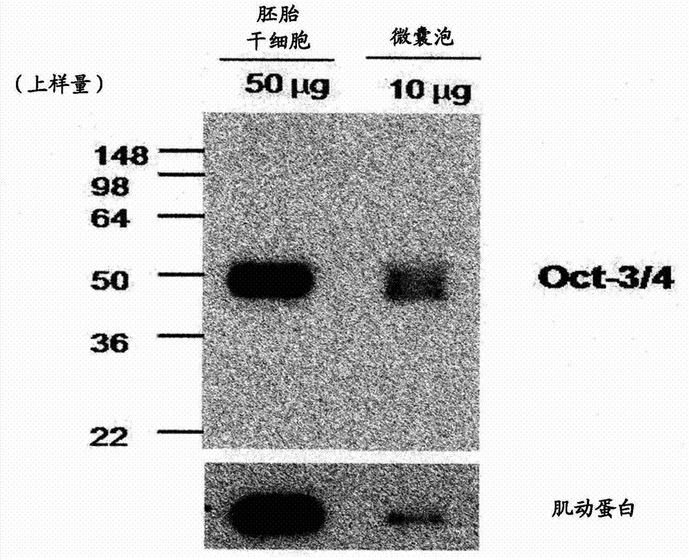 Method for preparing induced pluripotent stem cells using microvesicles derived from embryonic stem cells