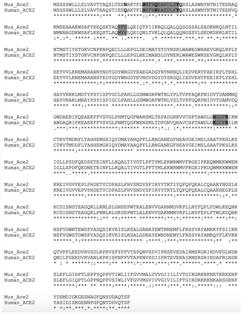 Method for preparing humanized ACE2 mouse model