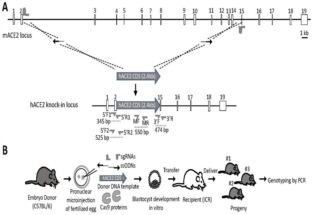 Method for preparing humanized ACE2 mouse model