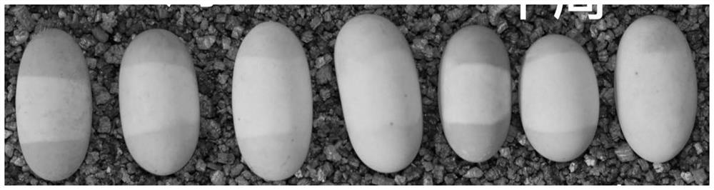 Hatching method of Annan turtle eggs