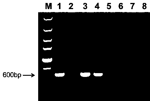 Application of immune attacking protection component for inactivated ASFV (African swine fever virus) serving as complex vaccine