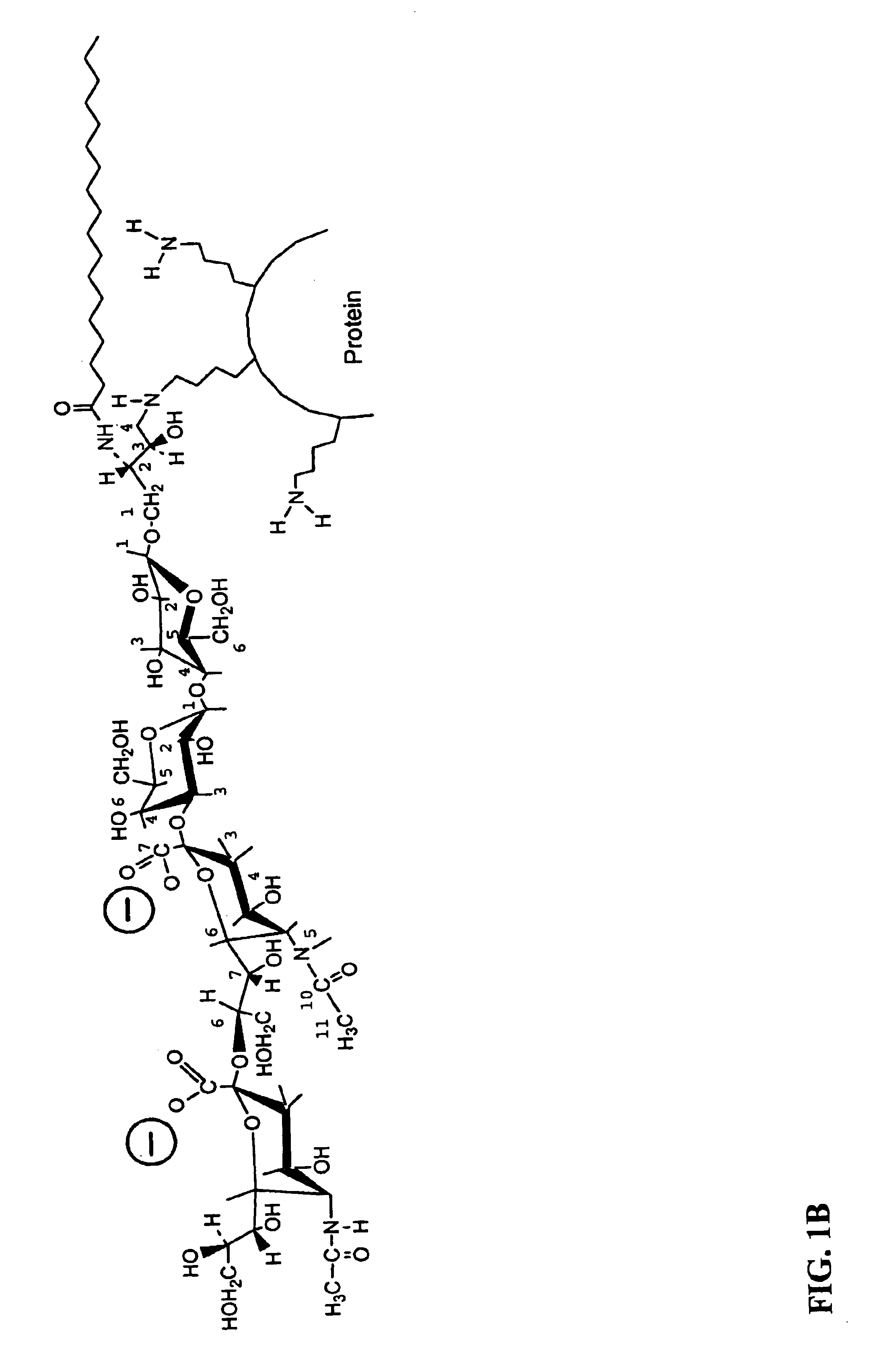 Ganglioside-KLH conjugate vaccines plus QS-21