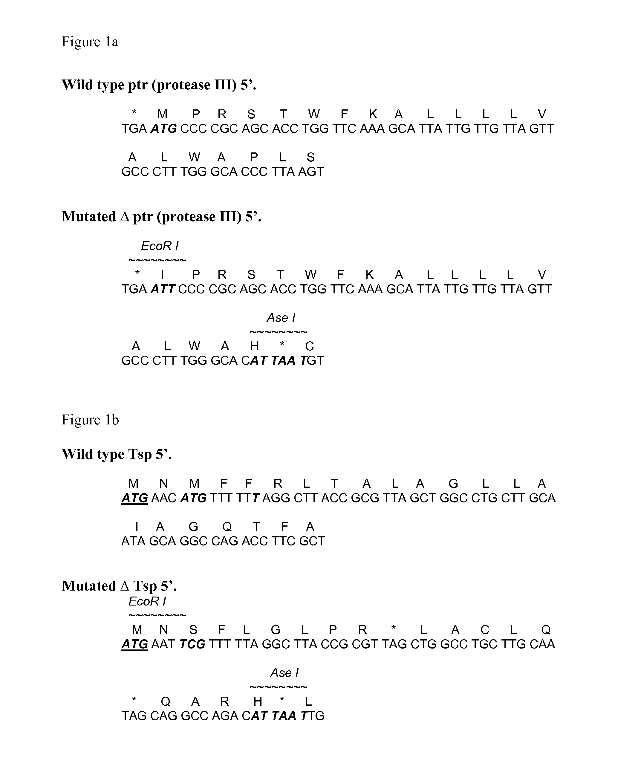 Bacterial host strain