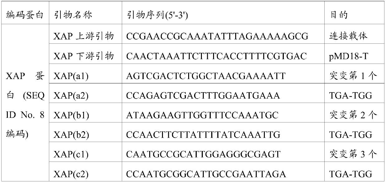 Fusion protein containing mycoplasma hyopneumoniae antigen, vaccine composition and application