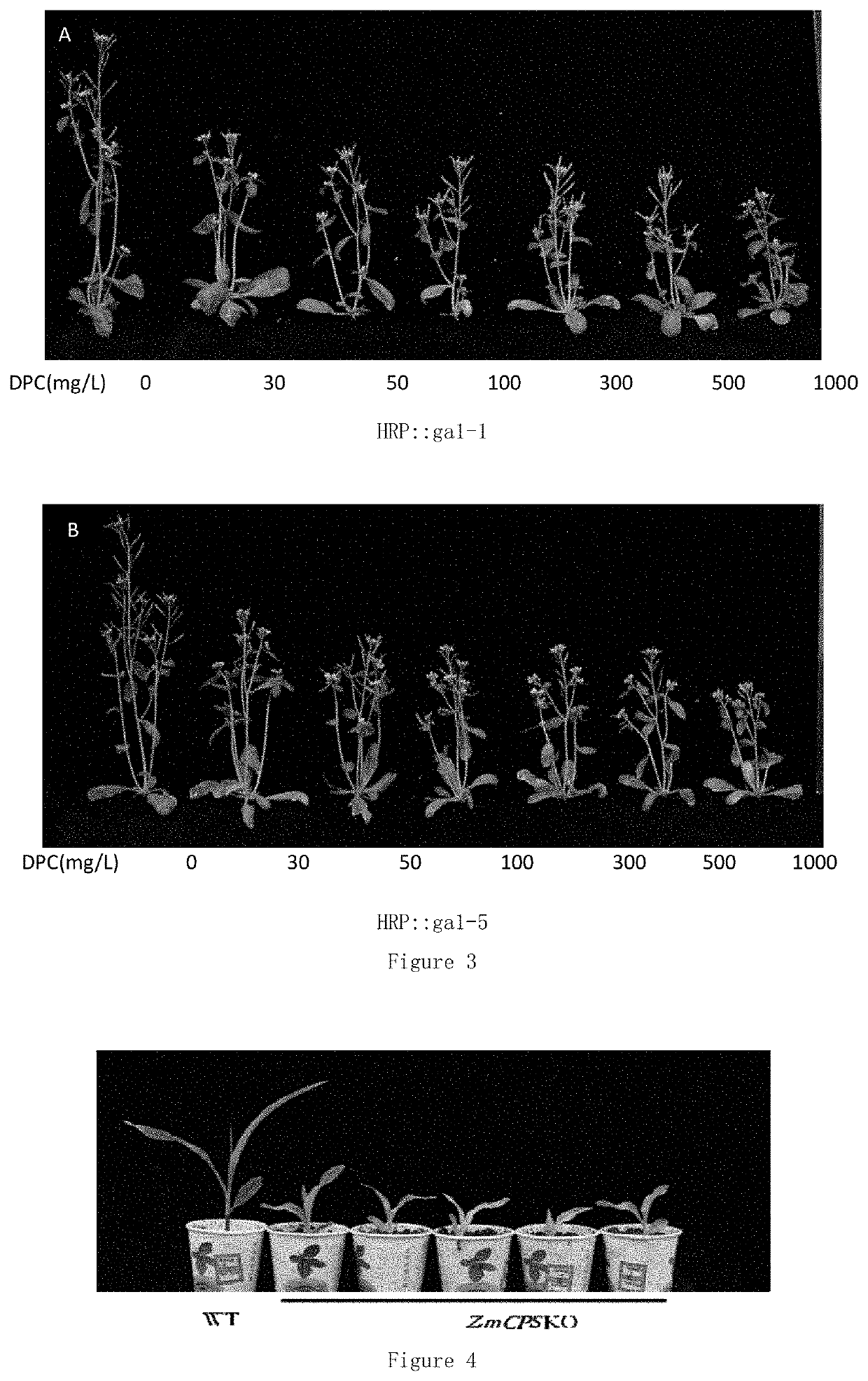 Method for improving sensitivity of plant to gibberellin inhibitor and use thereof