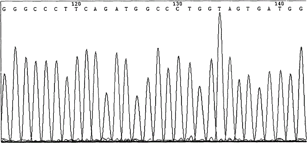 Detection method and kit of single nucleotide polymorphism locus rs7550536 of susceptibility gene of hypertension