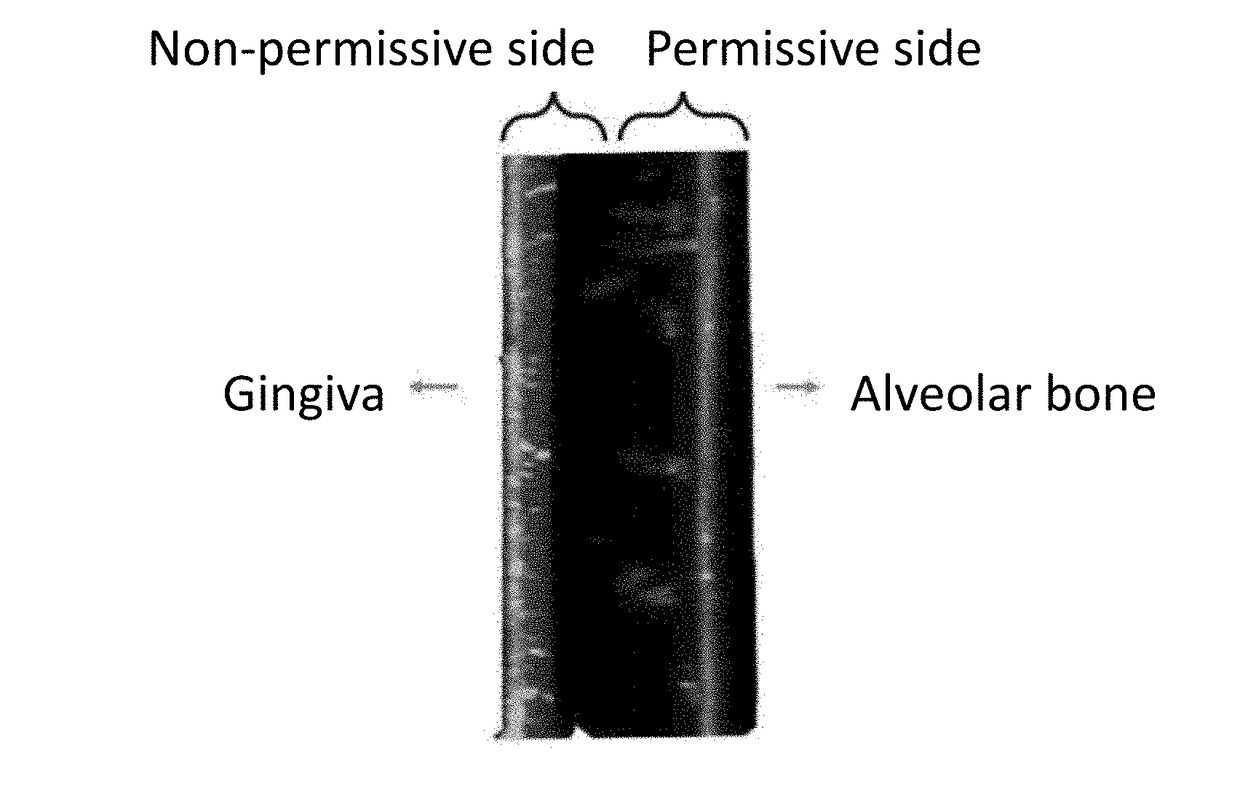 Biomimetic Scaffold for Regenerative Dentistry