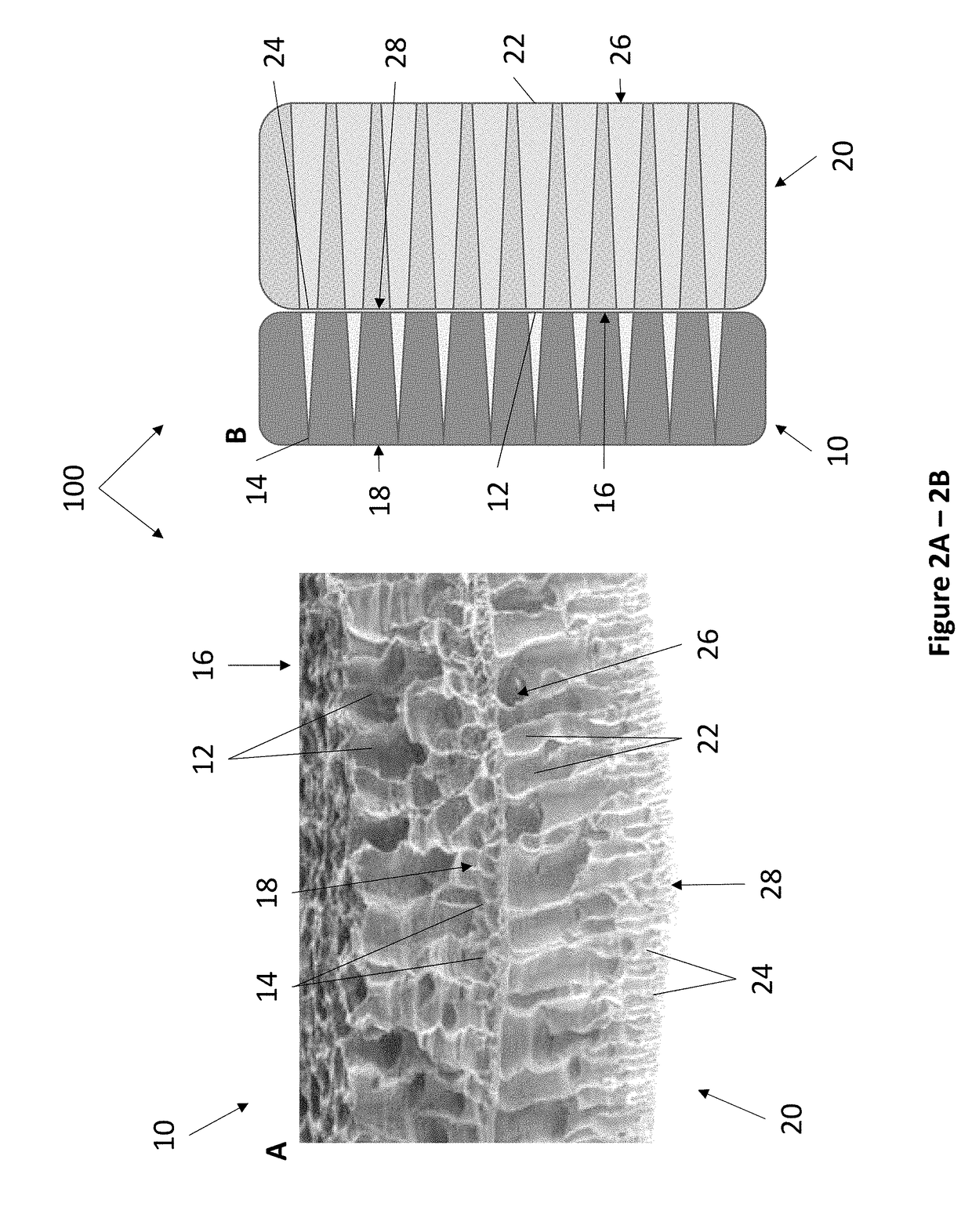 Biomimetic Scaffold for Regenerative Dentistry