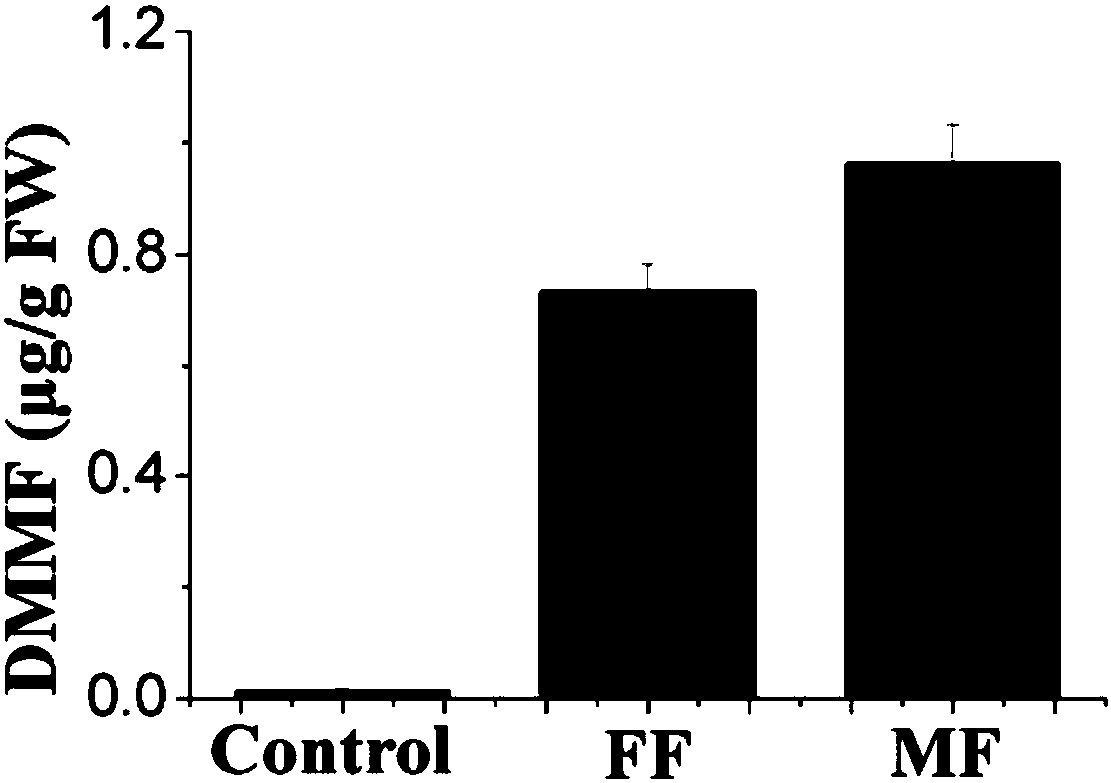 Flavor enhancement microbial fertilizer for strawberries and application of flavor enhancement microbial fertilizer