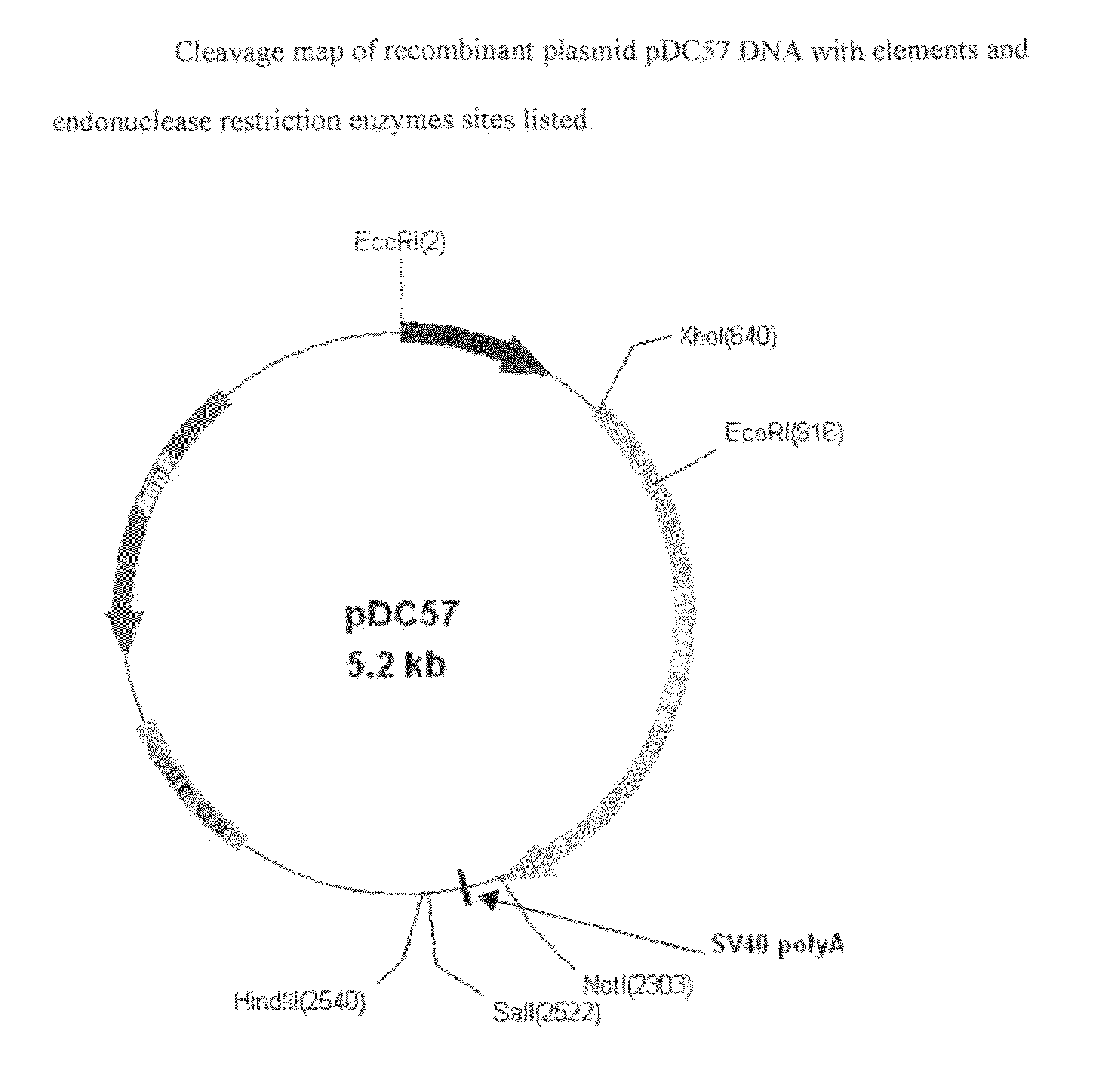 Modified luciola cruciata luciferase gene and protein