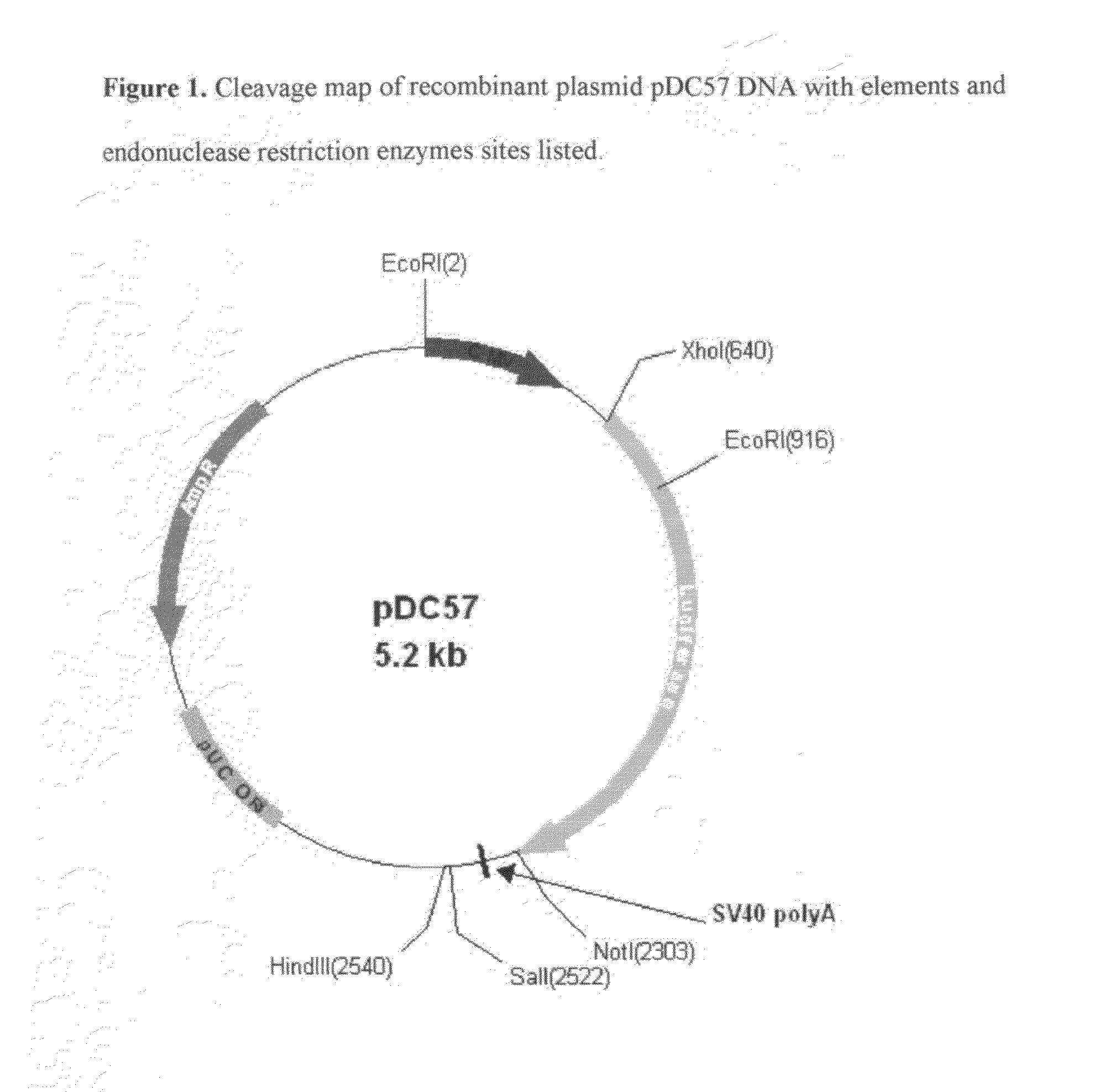 Modified luciola cruciata luciferase gene and protein