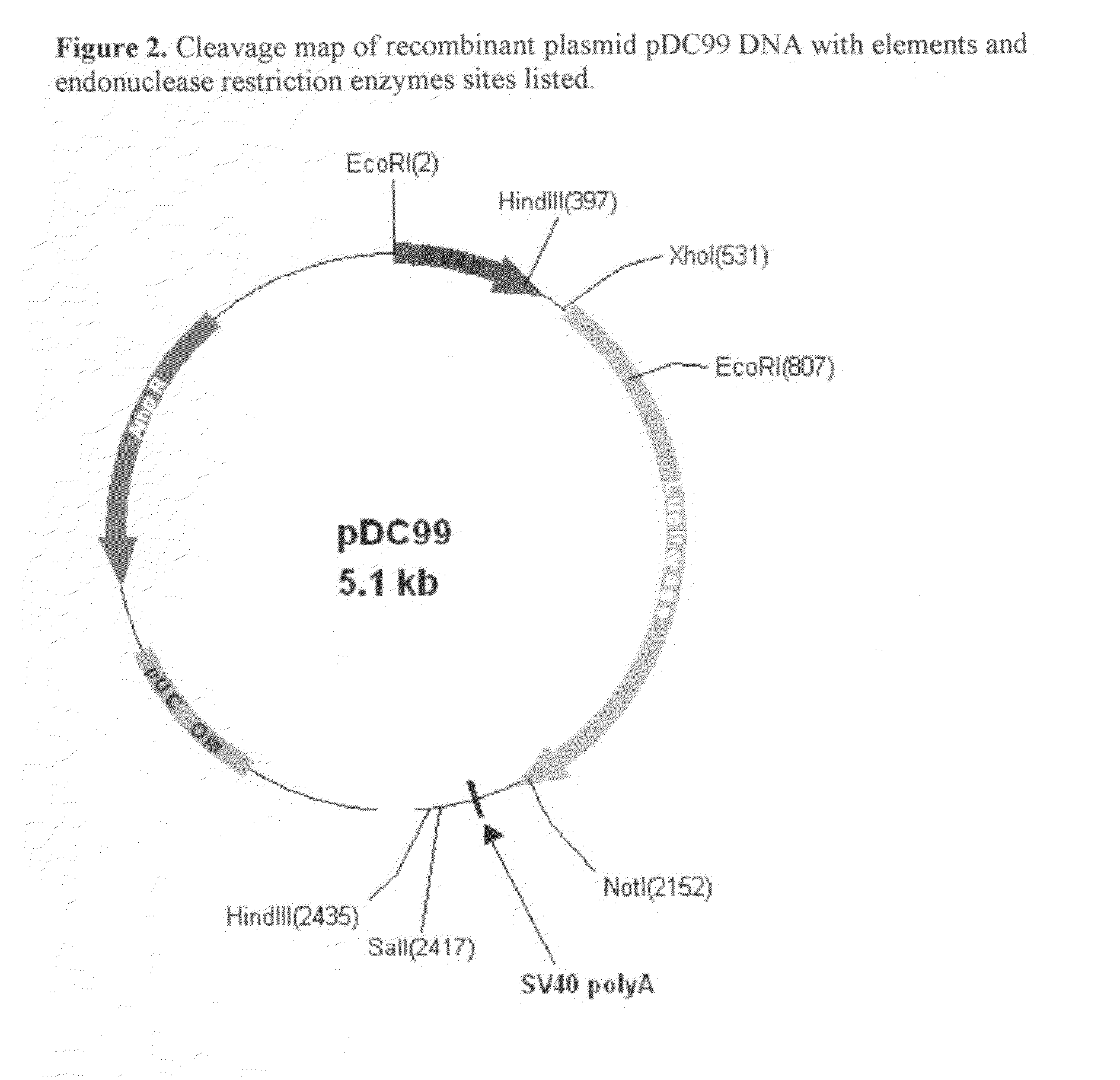 Modified luciola cruciata luciferase gene and protein