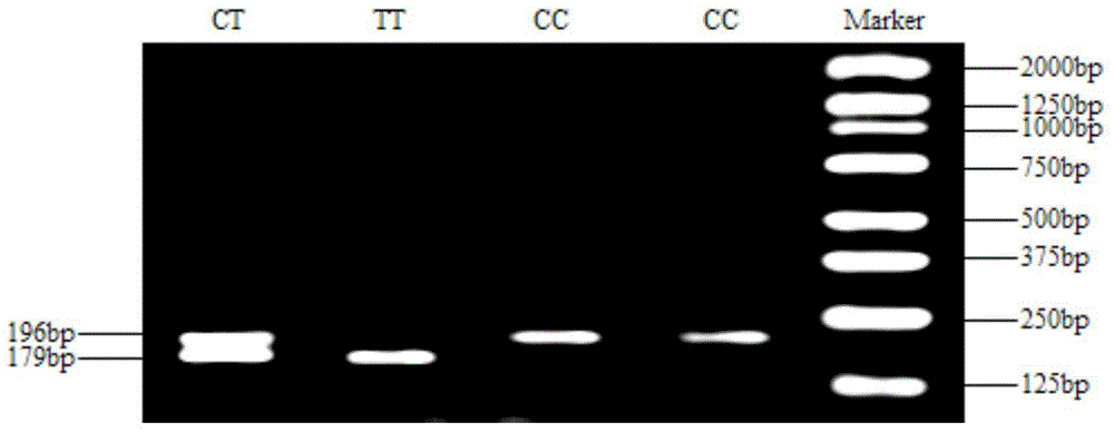 Meat-duck OTXR gene single nucleotide polymorphism and detecting method and application thereof