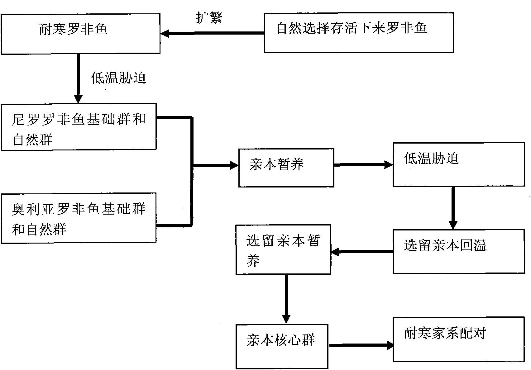 Selection method of new cold-resistant species of tilapia