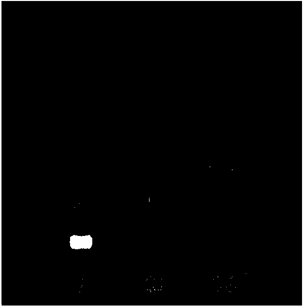 Extraction method of total RNA of intermuscular bone of megalobrama amblycephala